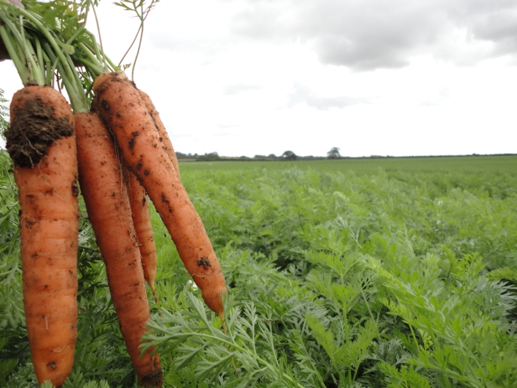 Organic_carrots produce world