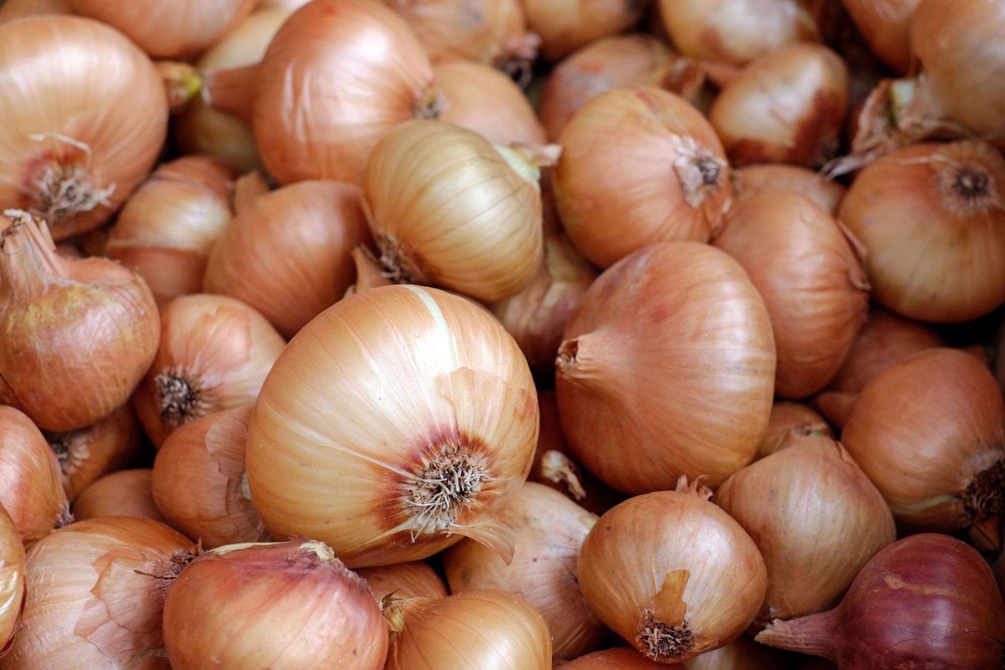 onion free use