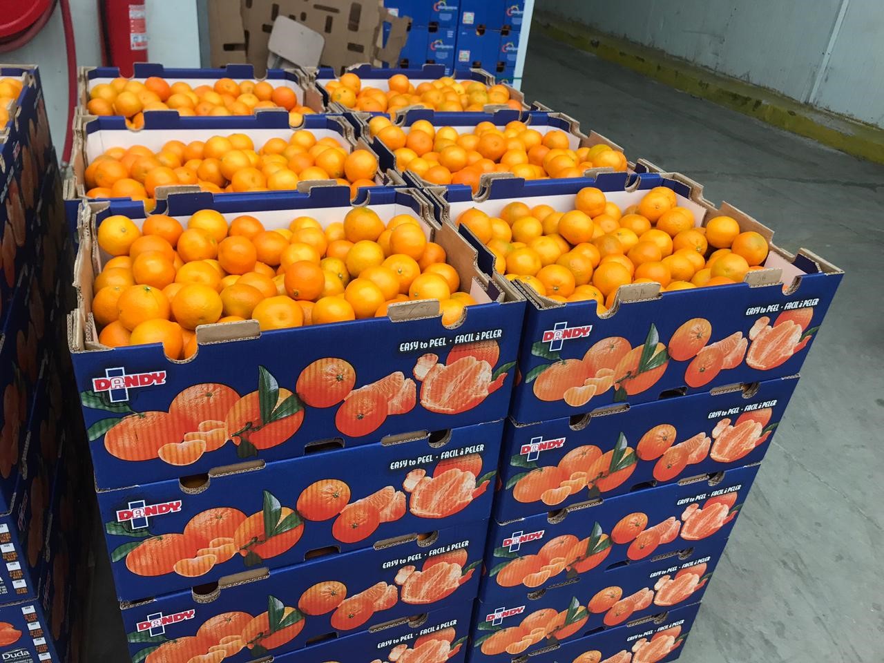 Duda Chilean clementines