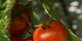 US Oppy tomatoes