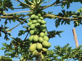 BR Caliman HLB Papaya on tree