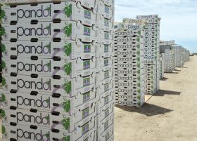 US Pandol Bros grape cartons stacked outside