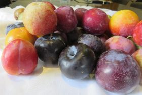 New generation plums