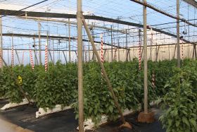 Almeria greenhouse