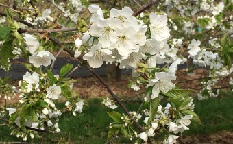 Berry Gardens cherry blossom