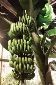 Bananas in greenhouse wageningen
