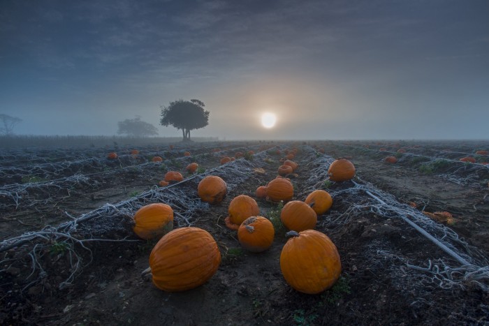 1st_Andrew Newey_Pumpkins at Sunrise_Hi-Res web