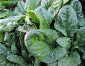 spinach leafy greens